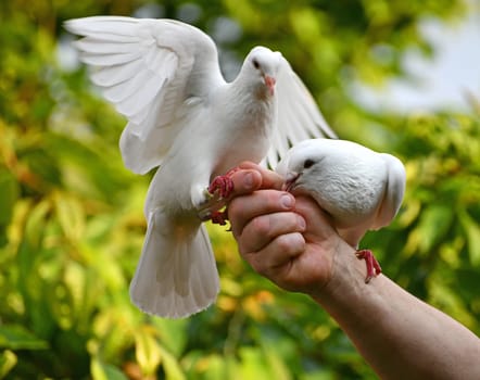 white pigeon on hand