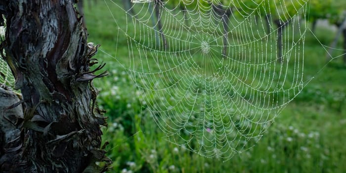 Spiderweb with morning dew at a grapevine close-up