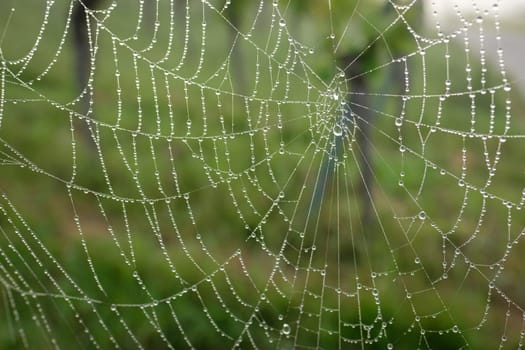Spiderweb with dew water drops in green close-up