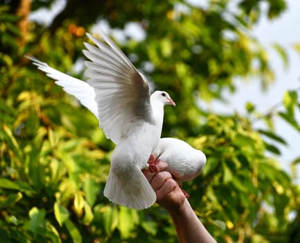 white pigeon on hand