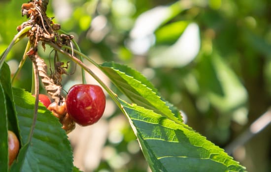 Ripe red and sweet cherry berries hanging from a tree branch before harvest in early summer. A tree with delicious and juicy dark red bird cherry fruits hanging from a tree branch