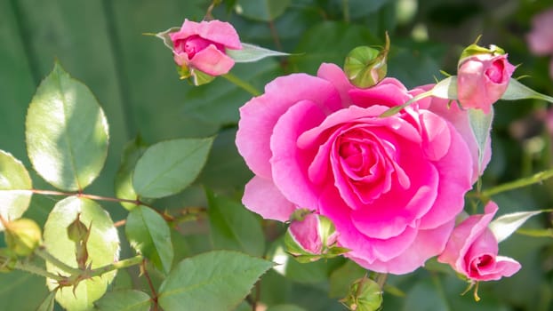 Beautiful, colorful, delicate blooming roses in a pink garden. Selective focus. Close-up