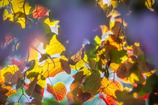 Colourful autumnal leaves glowing in sunligh through a ruby falls tree