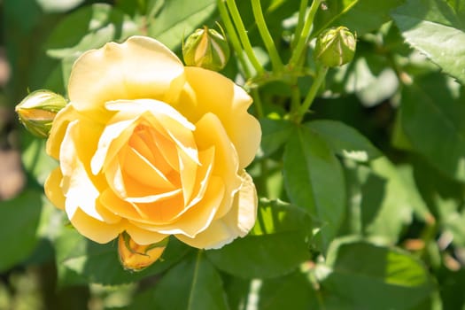 Beautiful, colorful, delicate blooming roses in a yellow garden. Selective focus. Close-up