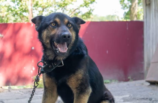 A kind purebred dog on a chain in the yard in the village. A domestic guard animal on the street in summer guards the house on a leash. Chained dog in the backyard