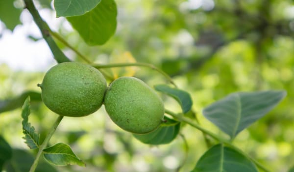Green young walnuts on the tree. The walnut tree grows waiting to be harvested. Walnut tree close up. Green leaves background