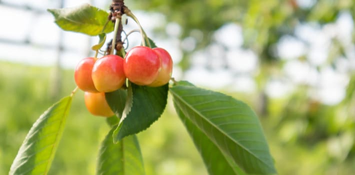 Ripe red and sweet cherry berries hanging from a tree branch before harvest in early summer. A tree with delicious and juicy dark red bird cherry fruits hanging from a tree branch