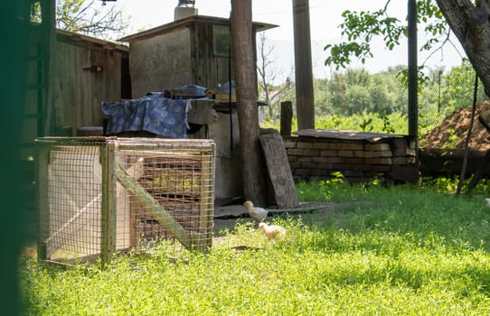 Organic natural red and white rustic chicken roaming the countryside. Chickens feed in a traditional barnyard. Close up of the hens in the yard of the barn. Poultry concept