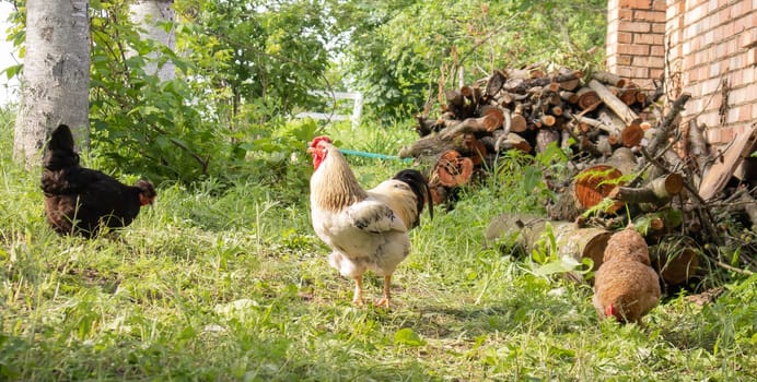 Organic natural red and white rustic chicken roaming the countryside. Chickens feed in a traditional barnyard. Close up of the hens in the yard of the barn. Poultry concept