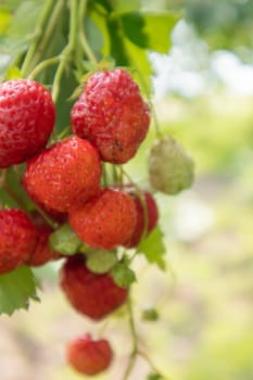 Summer ripe fresh juicy strawberries with leaves in the garden. Copy space. Strawberry field on a fruit farm. Fresh ripe organic strawberries on a berry plantation
