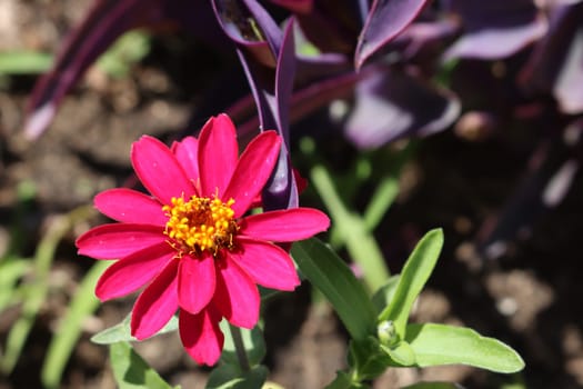 beautiful colorful flowers aromas perfumes natural fragrances