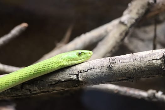 beautiful dangerous snake silent stealth reptile venom