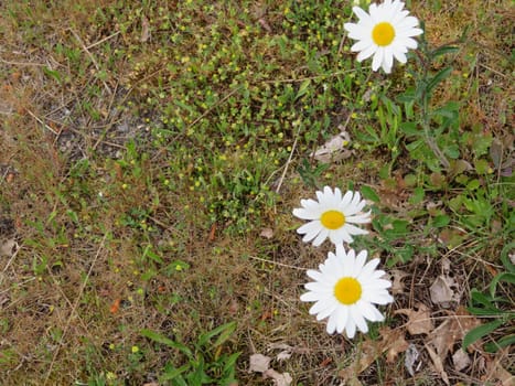 yellow white daisy flower delicate pretty natural smell