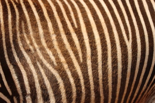 beautiful zebras wild animals herbivores fast stripes