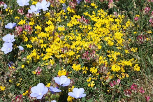 beautiful flowers of fresh aromatic natural colors