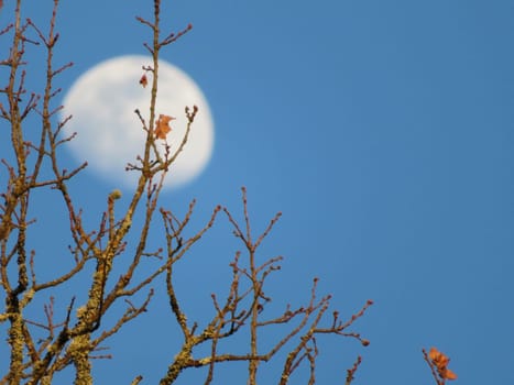 beautiful moon behind leaf tree takes out branch