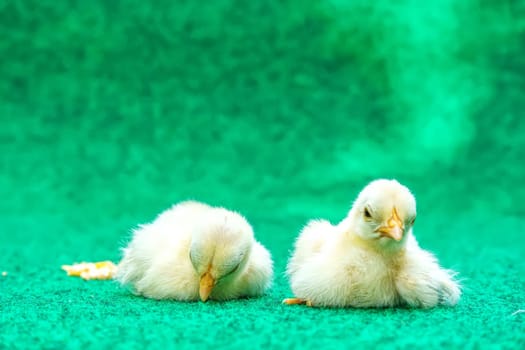 The yellow serama chicks on a artificial grass background.