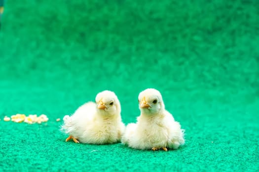 The yellow serama chicks on a artificial grass background.