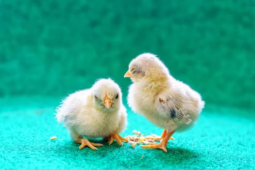 The yellow serama chicks on a artificial grass background.