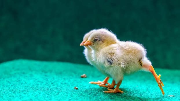 The yellow serama chicks on a artificial grass background.