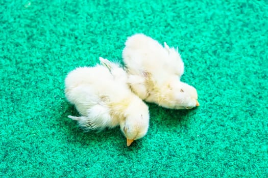 The yellow serama chicks on a artificial grass background.