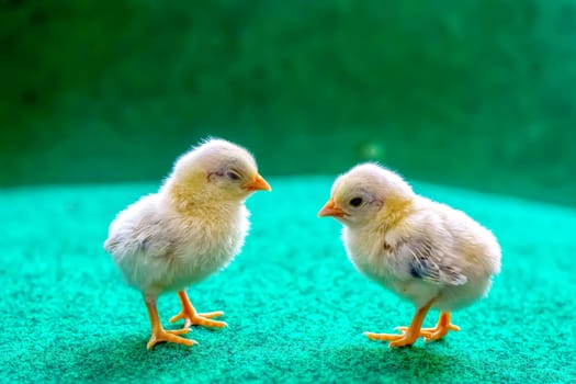 The yellow serama chicks on a artificial grass background.