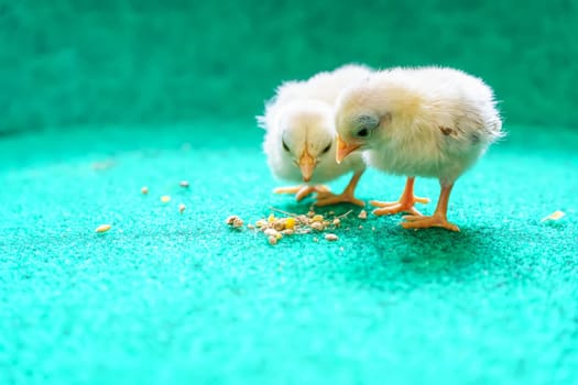 The yellow serama chicks on a artificial grass background.