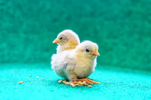 The yellow serama chicks on a artificial grass background.