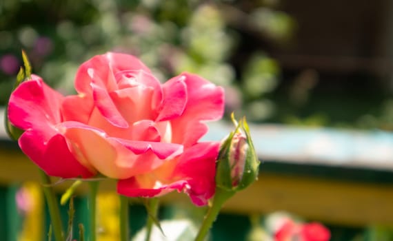 Beautiful, colorful, delicate blooming roses in a red garden. Selective focus. Close-up