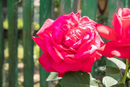 Beautiful, colorful, delicate blooming roses in a red garden. Selective focus. Close-up
