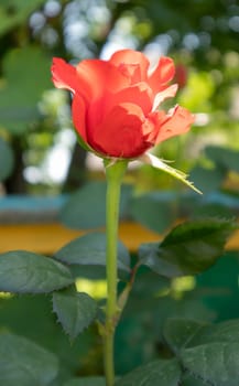 Beautiful, colorful, delicate blooming roses in a red garden. Selective focus. Close-up