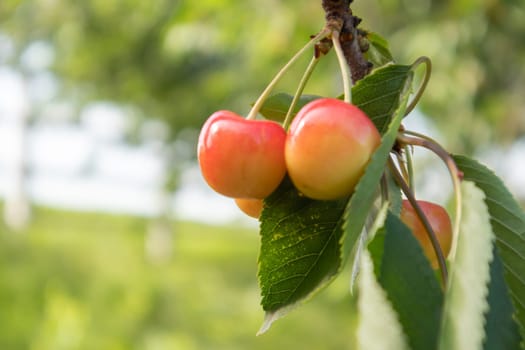 Ripe red and sweet cherry berries hanging from a tree branch before harvest in early summer. A tree with delicious and juicy dark red bird cherry fruits hanging from a tree branch