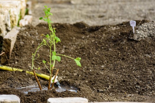 Planting a sapling of a currant bush in the spring