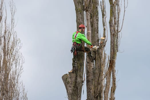 Anapa, Russia - April 24, 2021: A professional high-altitude tree saw cut down a dry tree