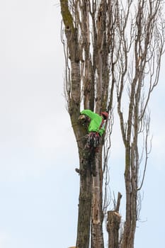 Anapa, Russia - April 24, 2021: A man working at a height cuts down dry branches of a poplar