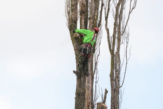 Anapa, Russia - April 24, 2021: A professional high-rise tree sawer cuts dry poplar branches