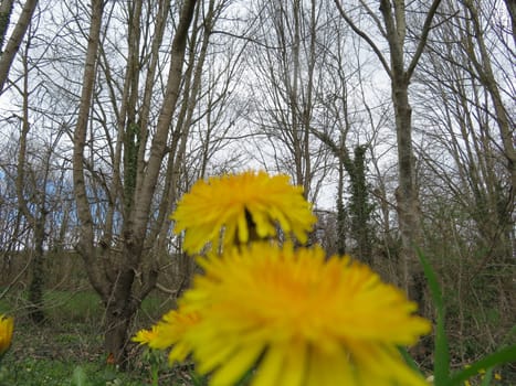 beautiful flowers of natural colors spring pollen aroma
