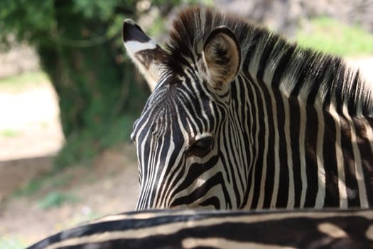 beautiful zebras wild animals herbivores fast stripes