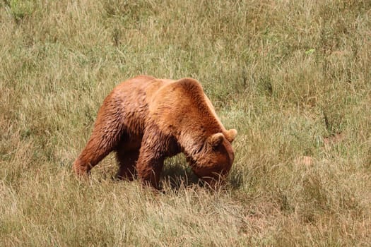 beautiful big wild brown bear dangerous Spanish claws