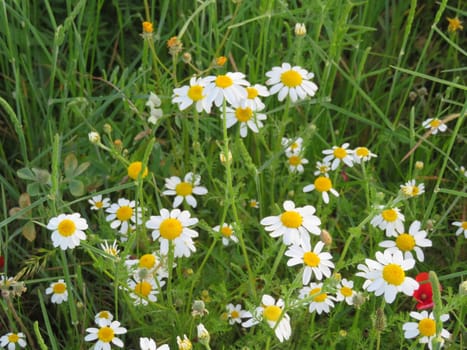 Daisy flower colors plant field beautiful petals
