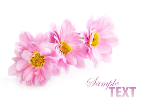 Three flowers  isolated over white background