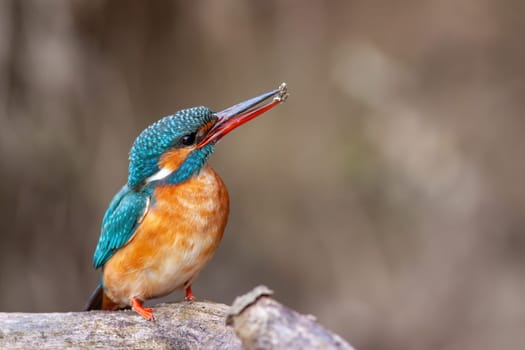 Female common kingfisher, alcedo atthis, sitting near to her nesting site with a lump of soil in beak. Colorful bird digging a hole for breeding in spring nature.