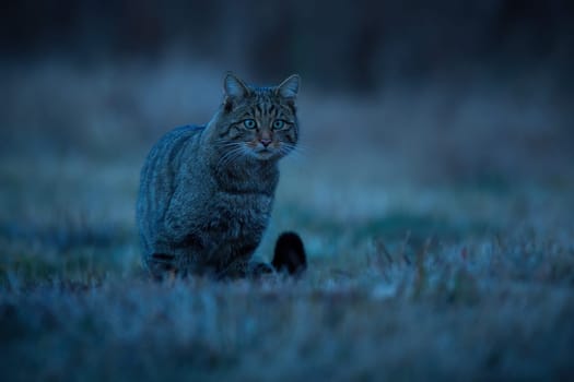 European wildcat, felis silvestris, sitting on grassland at night from front. Stripped predator hunting on field in darkness. Brown mammal staring on glade.