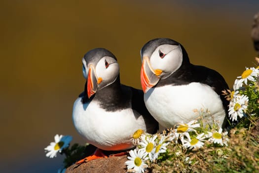 Lovely pair of atlantic puffin, fratercula arctica, sitting close together in summer breeding season. Animal wildlife on Iceland. Two wild birds on a cliff illuminated by morning sun.