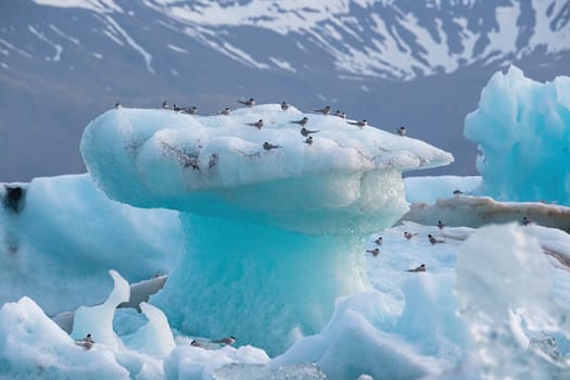 Arctic terns, Sterna paradisaea, resting on iceberg at Jokulsarlon glacier lake in Iceland. Cold nordic nature scenery.