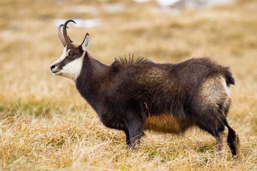 Fluffy tatra chamois, rupicapra rupicapra tatrica, grazing on alpine meadow in the mountains in autumn. Wild goat with horns looking to the left. Brown endangered animal in wilderness.