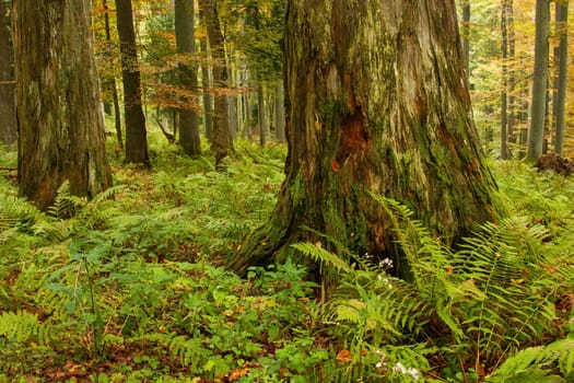 Massive old rotting tree in a primeval forest in autumn nature. Large decaying trunk with green fern and other undergrowth growing around. Unspoiled wilderness.