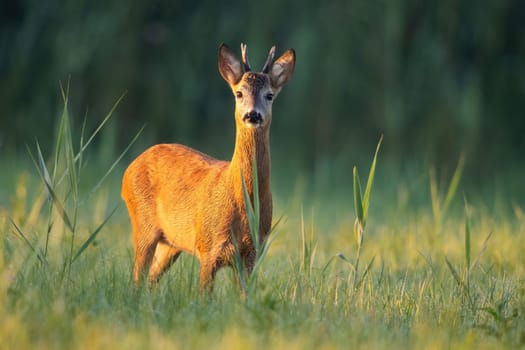 Young roe deer, capreolus capreolus, buck looking on a green meadow illuminated by a warm light at sunrise. Interested wild animal observing with copy space.