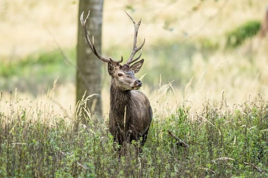 Surprised red deer, cervus elaphus, stag looking in forest with green undergrowth. Male mammal with antlers and brown fur standing on a glade in autumn nature. Wild animal outdoors from front view.