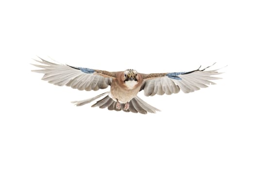 Eurasian jay, garrulus glandarius, flying from front view isolated on white background. Bird approaching mid-air with open wings cut out on blank.